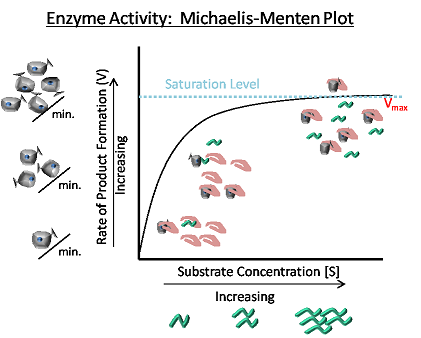 Enzymatic Activation Of Alkanes Constraints And Prospects Uk